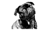 cadeau de carlin noir