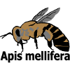 Honey bee Apis mellifera