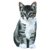 gray cat