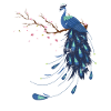 Peacock india bird