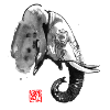 elephant profile