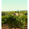 Provenza: viti intorno a Trans en Provence
