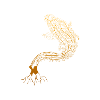 Carp carp fish