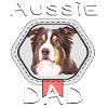 Australian Shepherds Aussie Hunde Papa