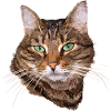 Chat