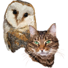 Cat and owl