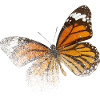 Beautiful butterfly