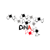 DNA