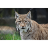 Lynx
