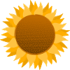 Sunflower sunflower