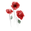 Mohn Aquarell