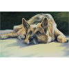 Shepherd chills