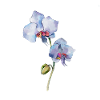 Blume