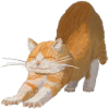 Red Cat