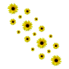 Sunflowers, sunflowers, yellow flowers
