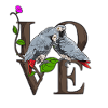 African gray parrot parakeet