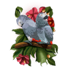 African gray parrot parakeet