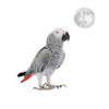 African gray parrot moon