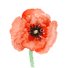 Corn poppy