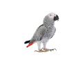Perroquet gris d'Afrique