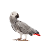 Perroquet gris d'Afrique