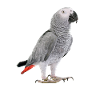 Perroquet gris d'Afrique
