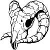 Skull - Sheep skull