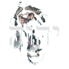 Israël God Torah Hebreeuwse leeuw van Juda Gift