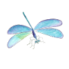 Libellule