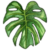 Monstera - plante tropicale à l'aquarelle