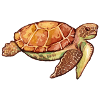 Tortue (aquarelle)