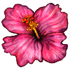 Hibiscus (aquarelle)