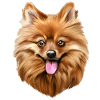Spitz dog