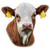 Calf. calf