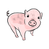 cute piglet pig vegan