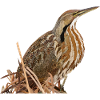 Lentiginous Bittern