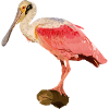 Pink Spatula