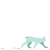 Lynx