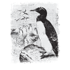Penguin Antarctica