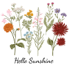 Hello Sunshine