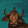 buffalo