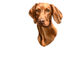 Vizsla Hund