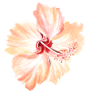 Blume