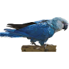 Spix's Macaw