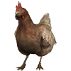 Chiken CS:GO