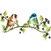 Bunte Vögel
