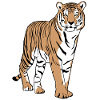 Tiger - Tigress