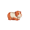 Guinea pig