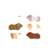 Cochon d'Inde
