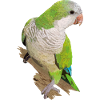 Argentine Parakeet